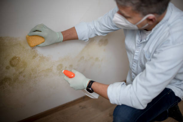 Best Mold Testing  in West Wendover, NV