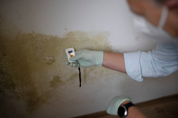 Best Mold Remediation Experts  in West Wendover, NV