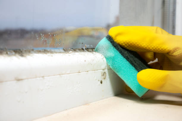 Best Mold Testing  in West Wendover, NV