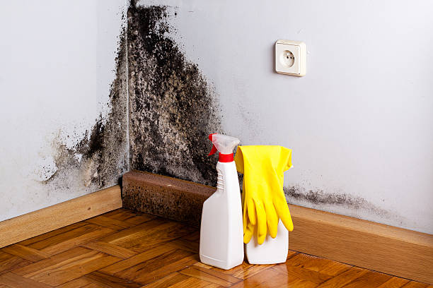 Best Emergency Mold Removal  in West Wendover, NV