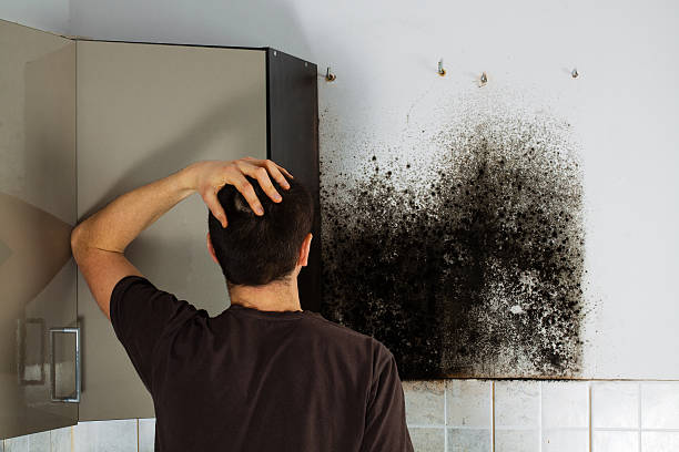Best Office Mold Removal Services  in West Wendover, NV
